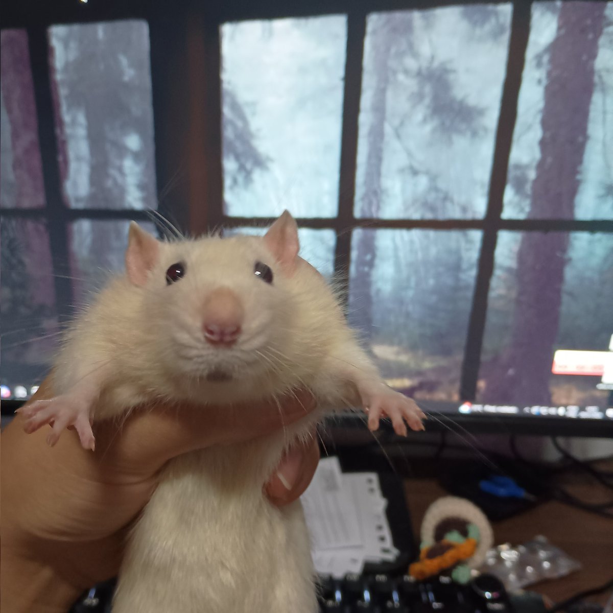 𝙱𝙴𝙰 tweet media