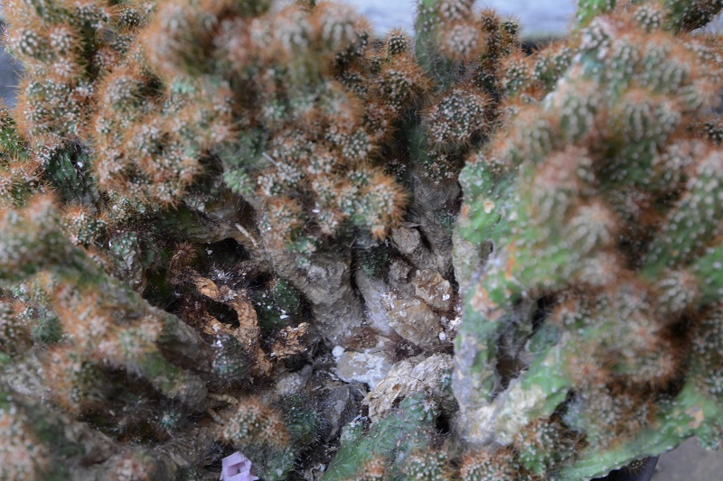 さぼてん さぼてん 柱サボテン -鬼面角- | Flower KADOYA