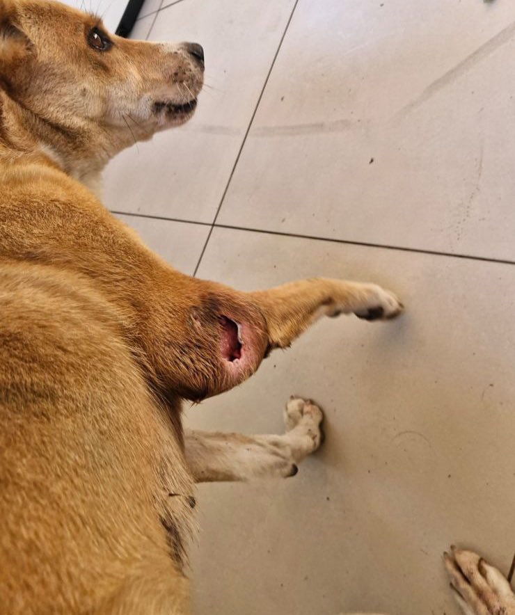 Juliexxcc's tweet photo. @ErikakHilton Orelha foi o primeiro que eles mataram, mas teve outros que eles torturaram, esse caramelo eles rasgaram a patinha dele. Isso NÃO pode ficar assim https://t.co/5p31ab0jGk
