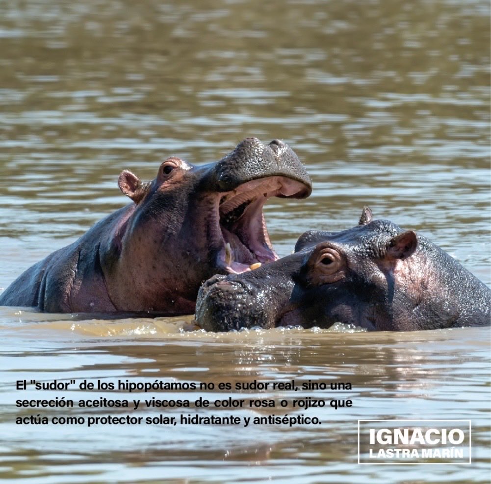 #Familia 🍃

¡El sudor de los hipopótamos es rosa!

#NachoLastra 🌱