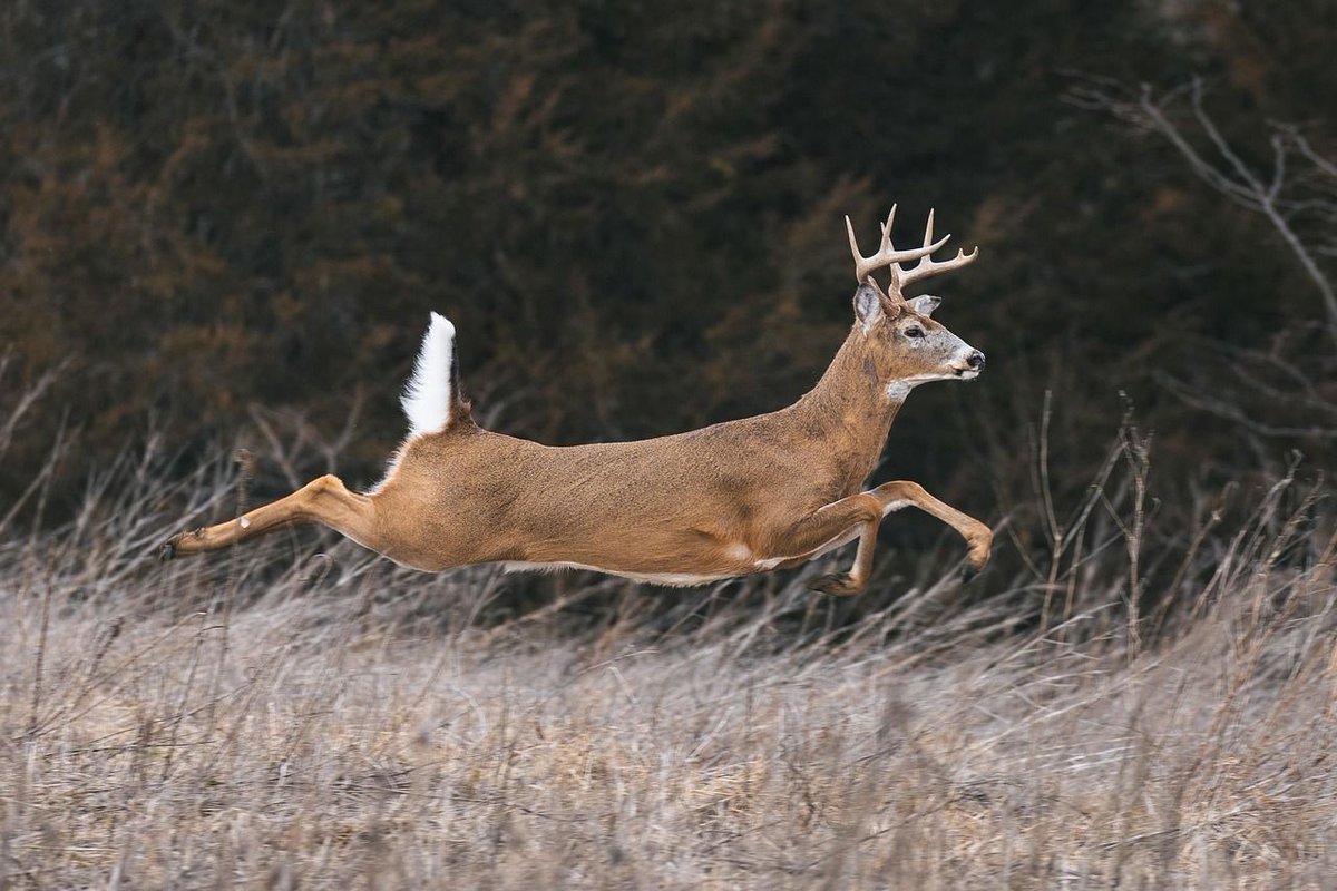 agemydeer's tweet image. Your food plot attracts deer. Your trail camera captures them. Your age analysis identifies shooters. Complete the system at agemydeer.com today.  #CompleteSystem #BuckAge #FoodPlots #TrailCamera #WhitetailHunting