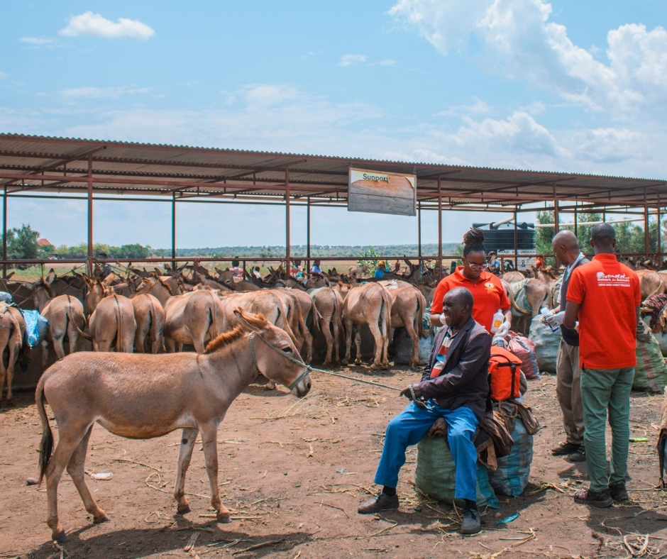 Network For Animals 🐾 tweet media