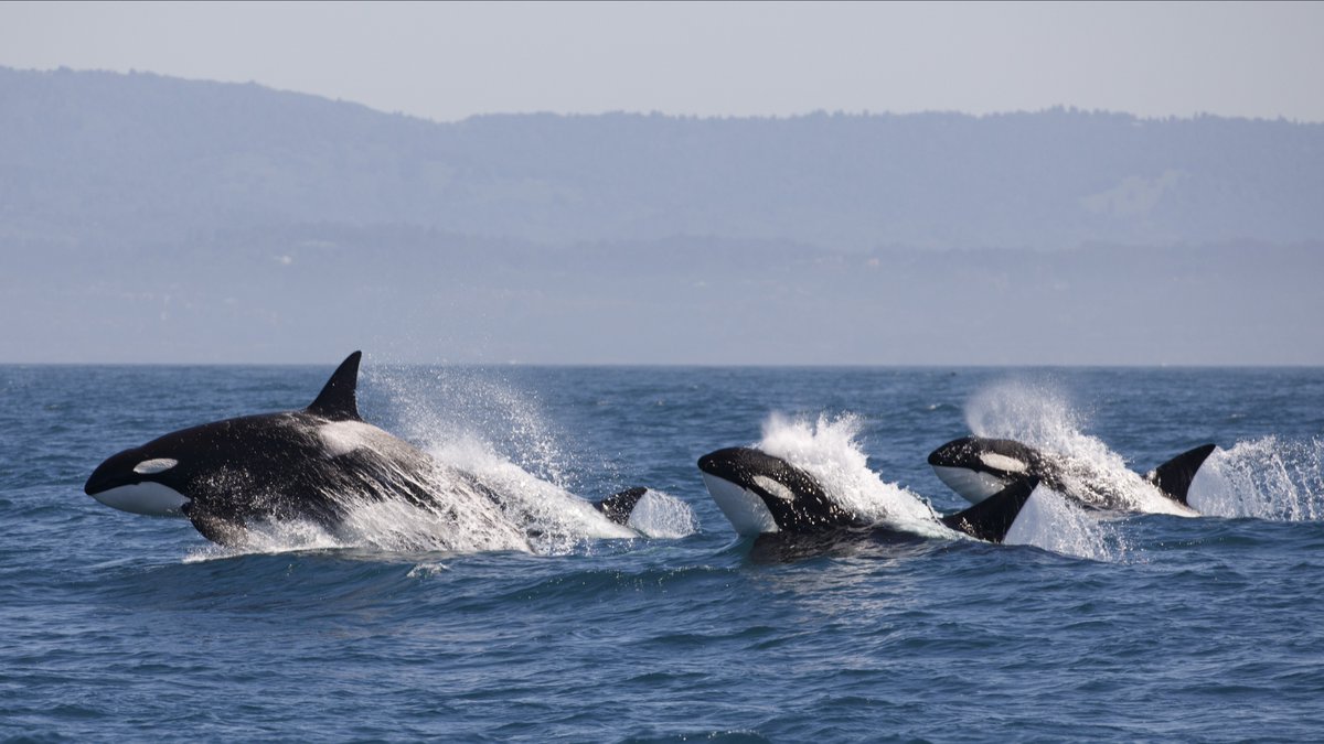 Ocean GO (URL：g.cc).nrh