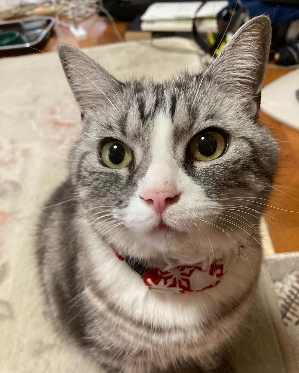 悲惨な事故が起きない様に
#もっとひろがれ猫バンバン