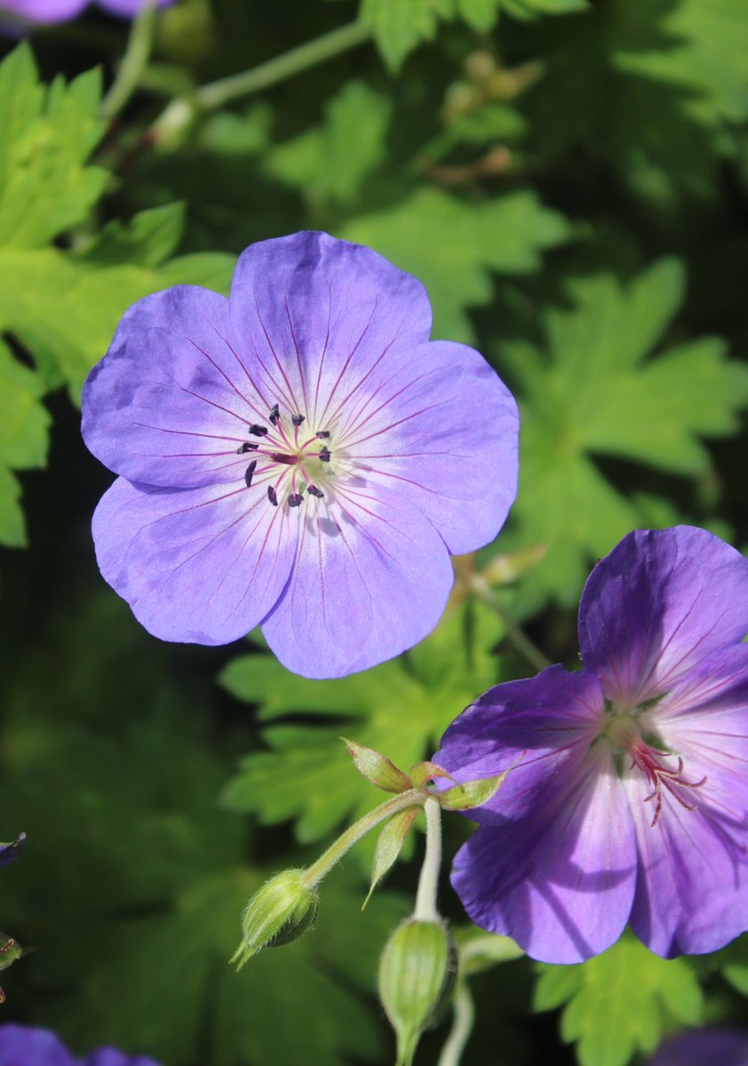 GabyLynch9's tweet photo. Morning all 👋 Had a brief respite from the grey yesterday. More of the same today though 🙄 Here's some #TuesdayBlue #GeraniumJanuary for you💙😊 https://t.co/u9iamT4mW6
