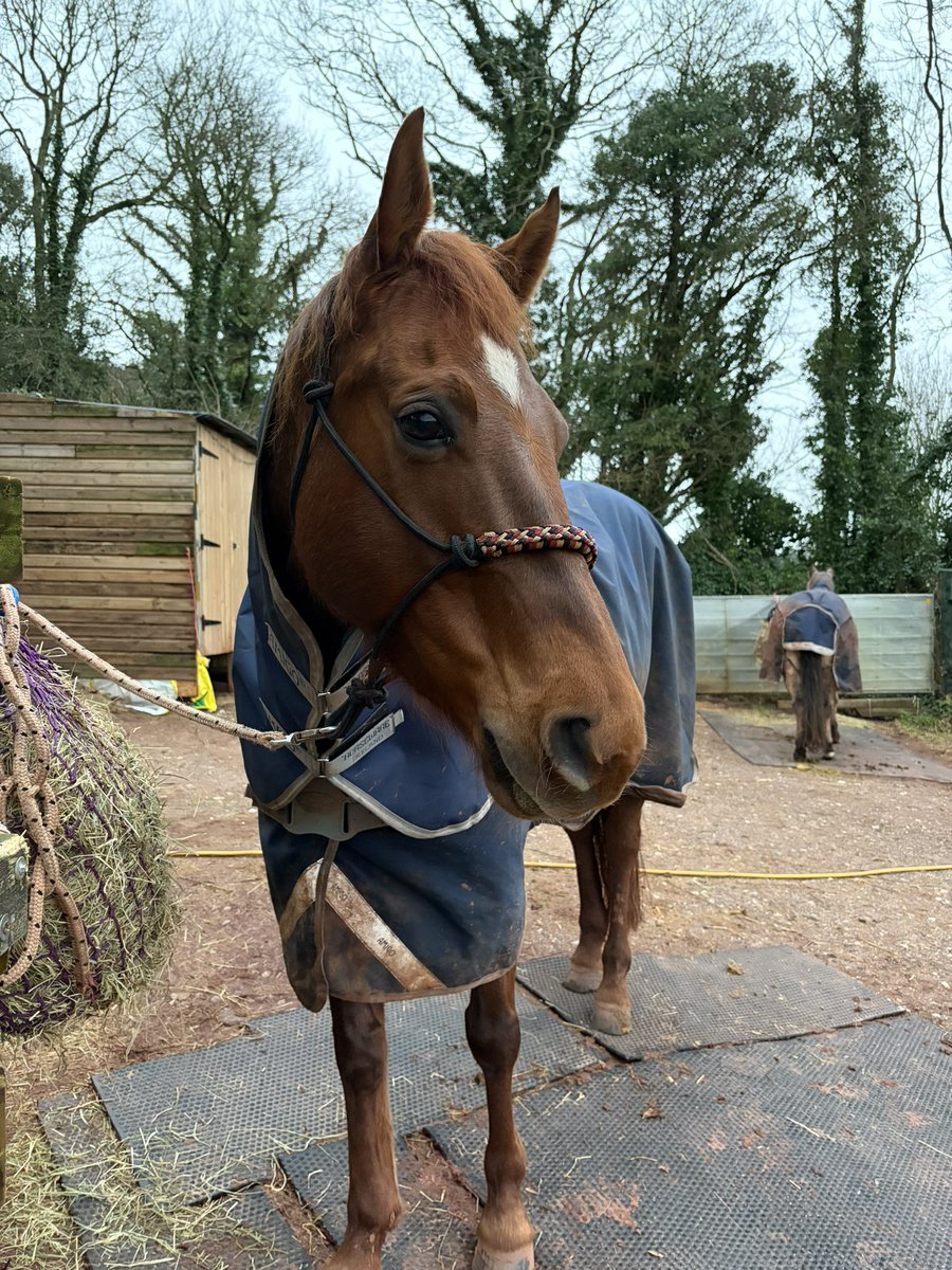 Moolikescows's tweet photo. @danielhowell @AmazingPhil I was actively mucking out my horse while listening to the new ep this morning. He says hay. https://t.co/CW242iYIGg