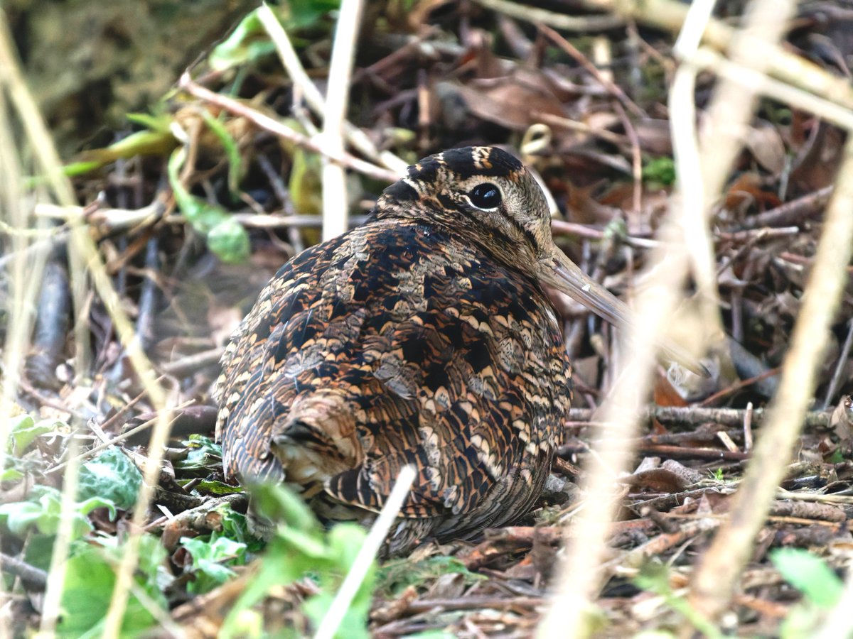 Ian Howard tweet media