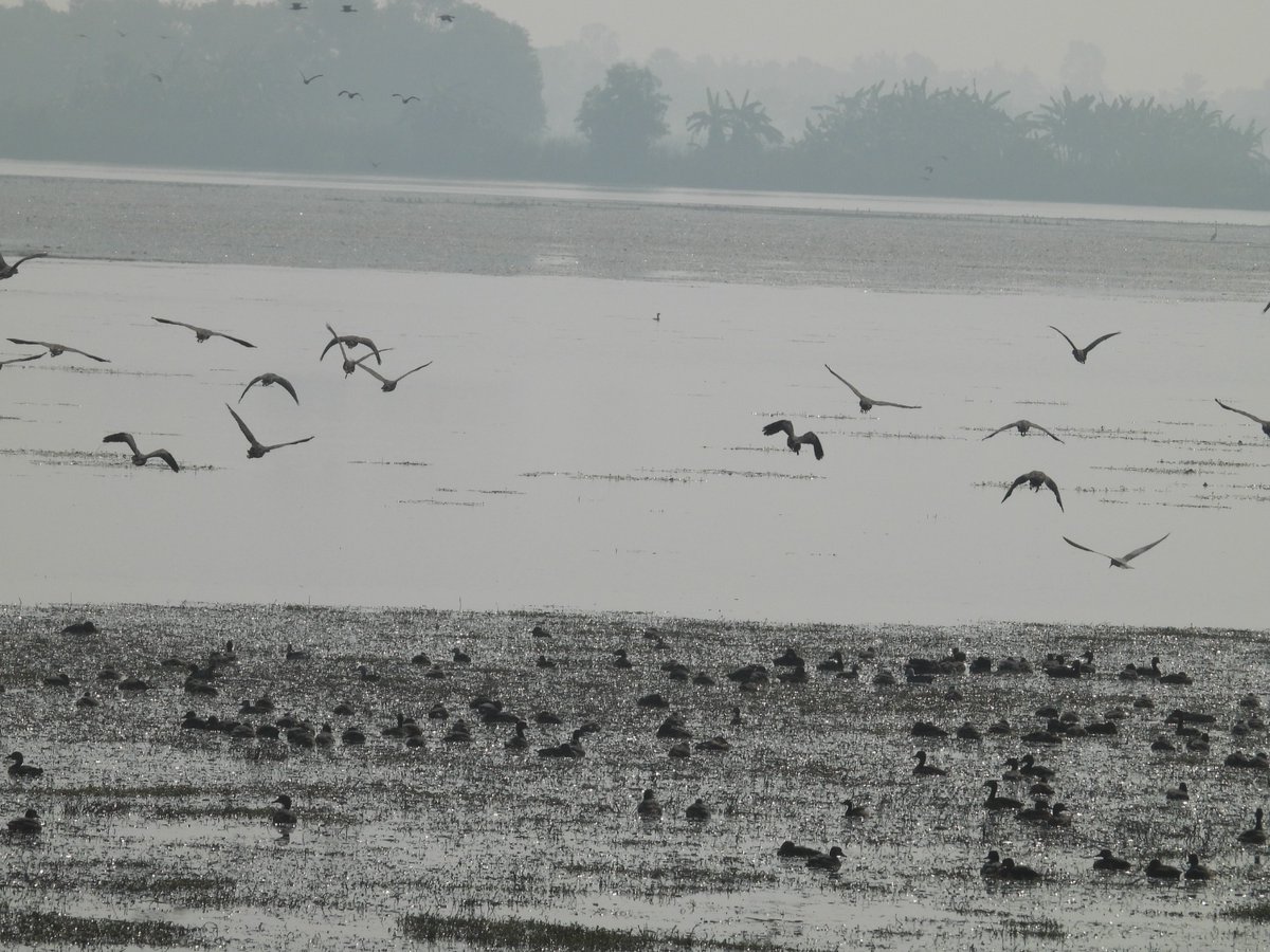 Notably, Pied Avocets were recorded for the first time in this area. Brahmagiri WL Range witnessed the highest congregation with over one lakh birds <a href="/CMO_Odisha/">CMO Odisha</a> <a href="/dcmo_pravati/">Office of DCM,Odisha (Smt Pravati Parida)</a> <a href="/GaneshRamBJP/">Ganesh Ram Singkhuntia</a> <a href="/ForestDeptt/">Odisha Forest, Env. and Climate Change Department</a> <a href="/pccfodisha/">PCCF & HoFF Odisha</a> <a href="/PCCFWL_Odisha/">PCCF WL & CWLW, Odisha</a> <a href="/odisha_tourism/">Odisha Tourism</a> <a href="/dm_puri/">Collector and District Magistrate Puri</a> <a href="/moefcc/">MoEF&CC</a> <a href="/RccfBhubaneswar/">RCCF BHUBANESWAR</a>