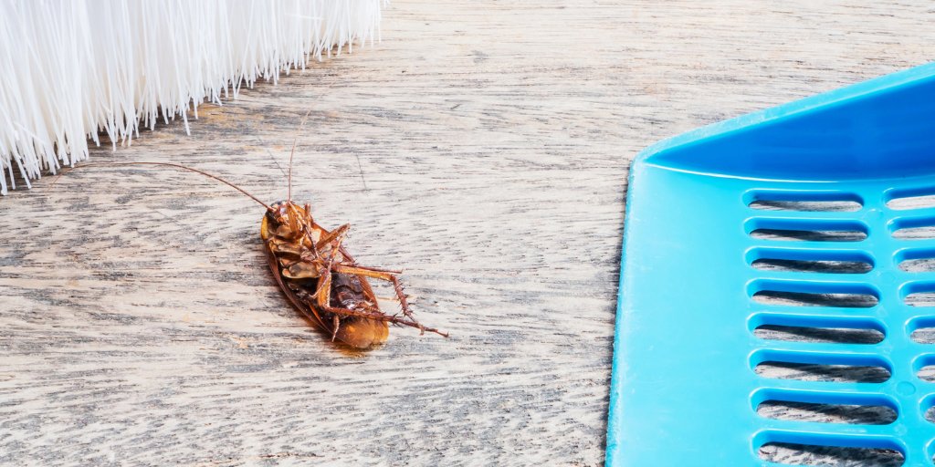 ENVPestControl's tweet photo. What's the best way to get rid of pests? A licensed Pest Control Technician is your best solution. Learn more: https://t.co/OuhODu8Mly

#EnvironmentalPestControl #PestControlAdvice https://t.co/ZCEtTq2YOJ