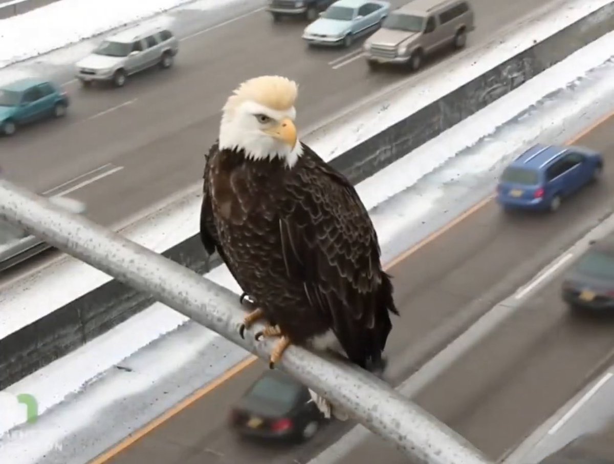 Trump eyes on Minnesota