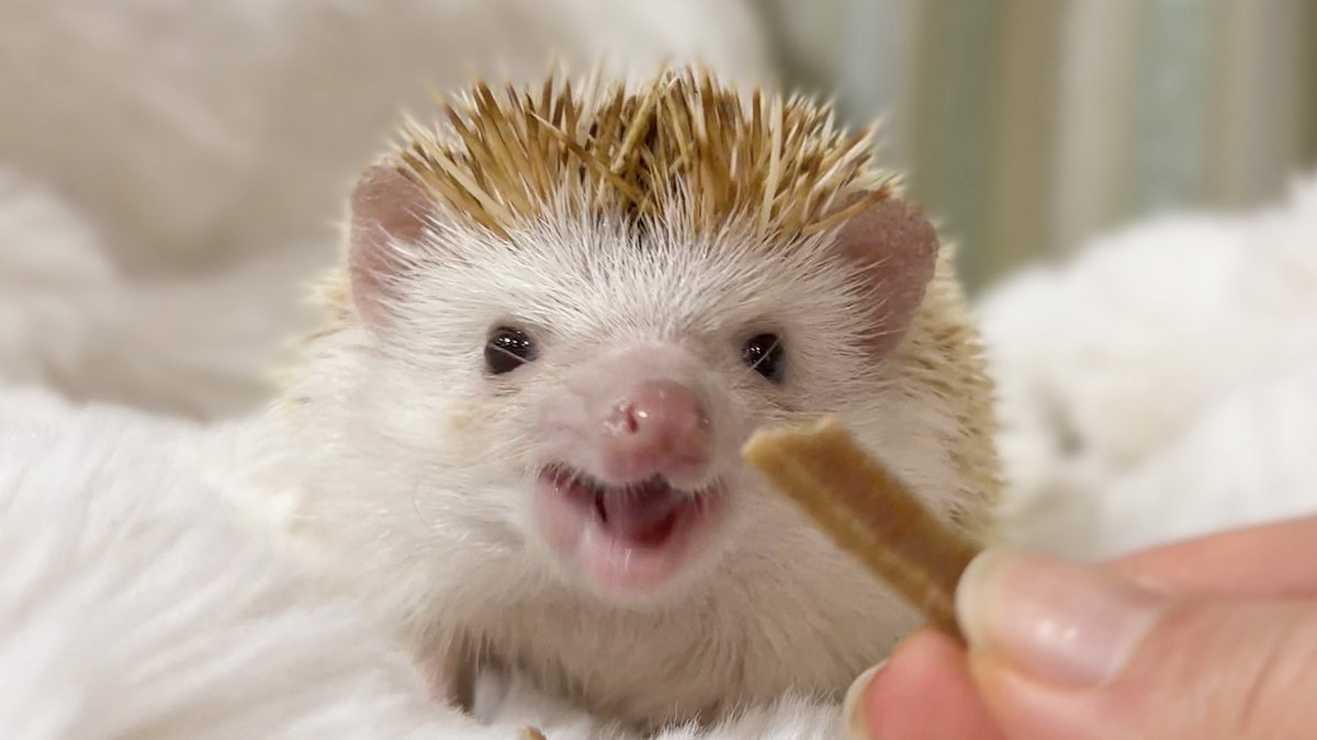 mocomoco_OvO's tweet image. 二口目はもう食べる前から嬉しそうな顔しててかわいい〜🥰

そうですうちの子はハリネズミもかわいいんです！！！！