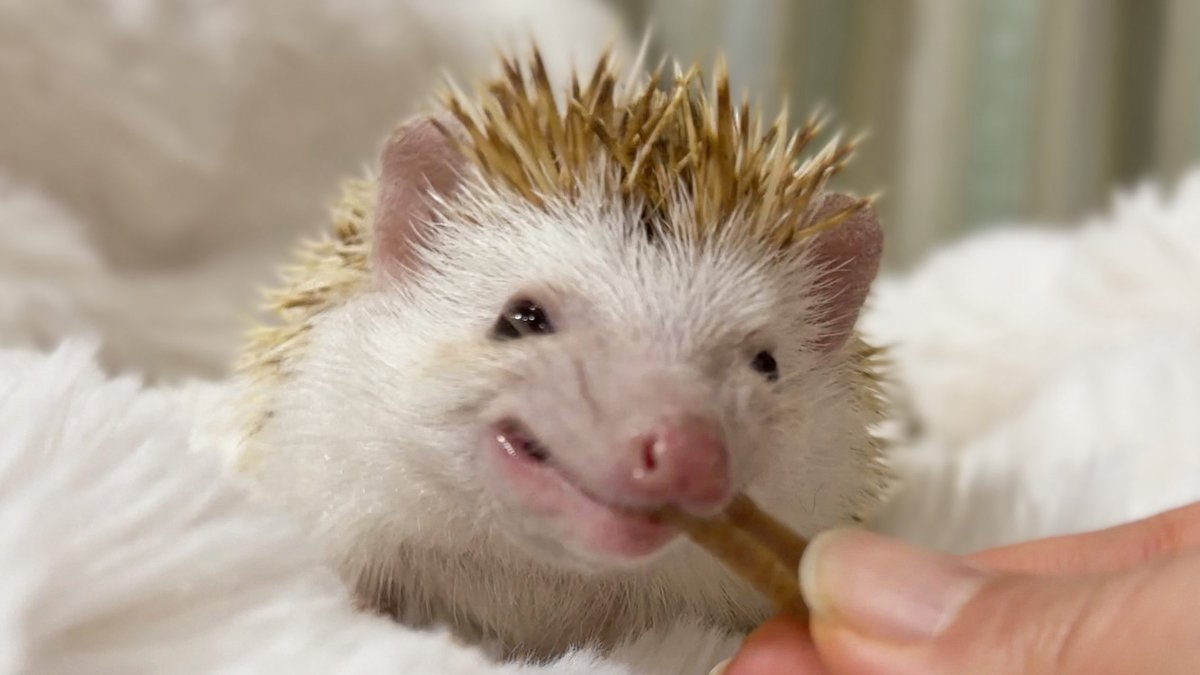 mocomoco_OvO's tweet image. 二口目はもう食べる前から嬉しそうな顔しててかわいい〜🥰

そうですうちの子はハリネズミもかわいいんです！！！！