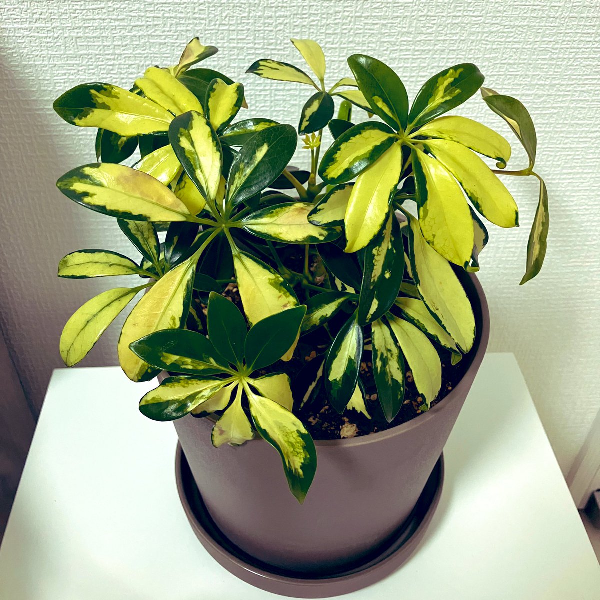 ハルハル🐦 (@haruhar13340993) / Posts / X