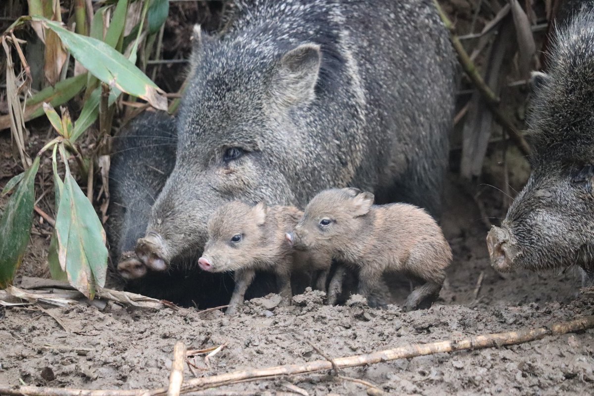 1/19に #クビワペッカリー の赤ちゃんが2頭誕生しました！👏🐽

お母さんは「うるま」お父さんは「やぶ〜」です☺️
生まれた時からとても元気な2頭で、走り回ったり群れの中でお昼寝したりして今も過ごしています！
2頭ともよく見ると顔つきが違うのが分かりますね！