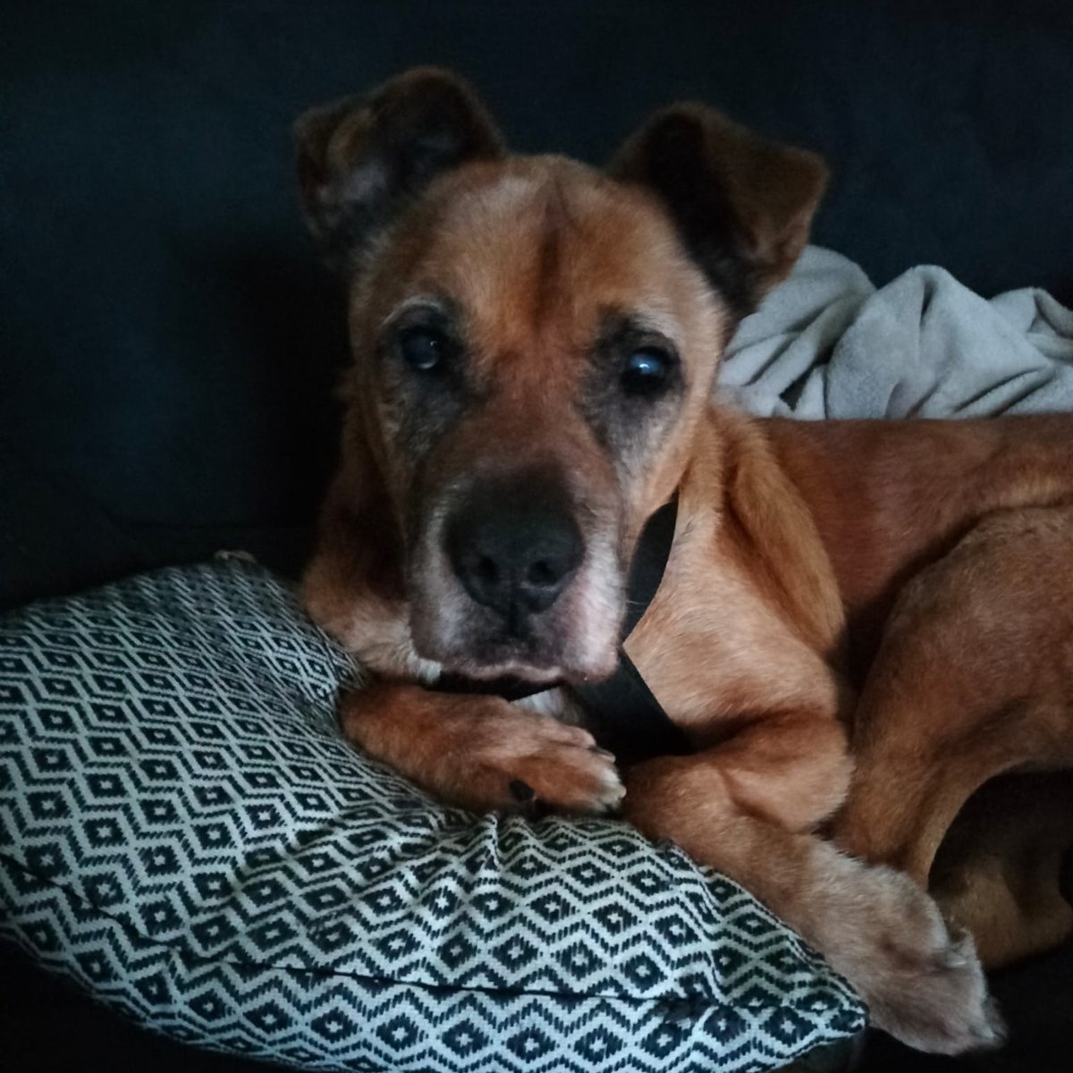 #ASTURIAS
Este animalito tan absolutamente adorable de más de 11 años es #TITÁN.

Apenas ve y casi no oye... 💕  Ha conseguido acogida para pasar los meses de invierno (diciembre, enero y febrero). Después, tendría que volver a la jaula y ¡¡no podemos permitirlo!! 

Es muy