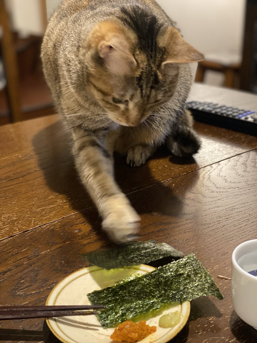 n_jnrr's tweet photo. 愛猫と肴を取り合う酒もまた良し。 https://t.co/k5mvyvqhR3