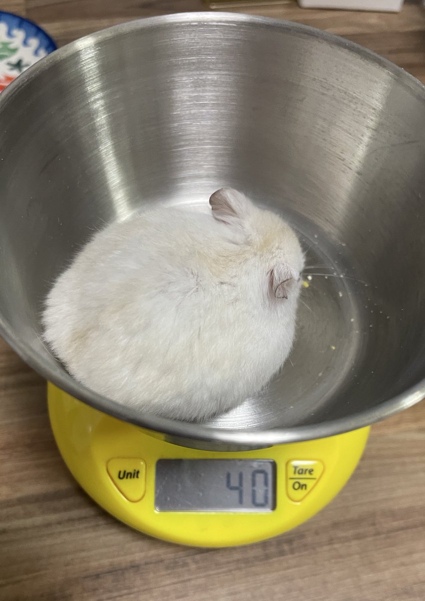 좀 둔둔해졌나 싶어서 재봤는데 전혀 아니었다
보보야 너 1쫀쿠도 안된다 이 양이면 허위매물이라한다고~~~