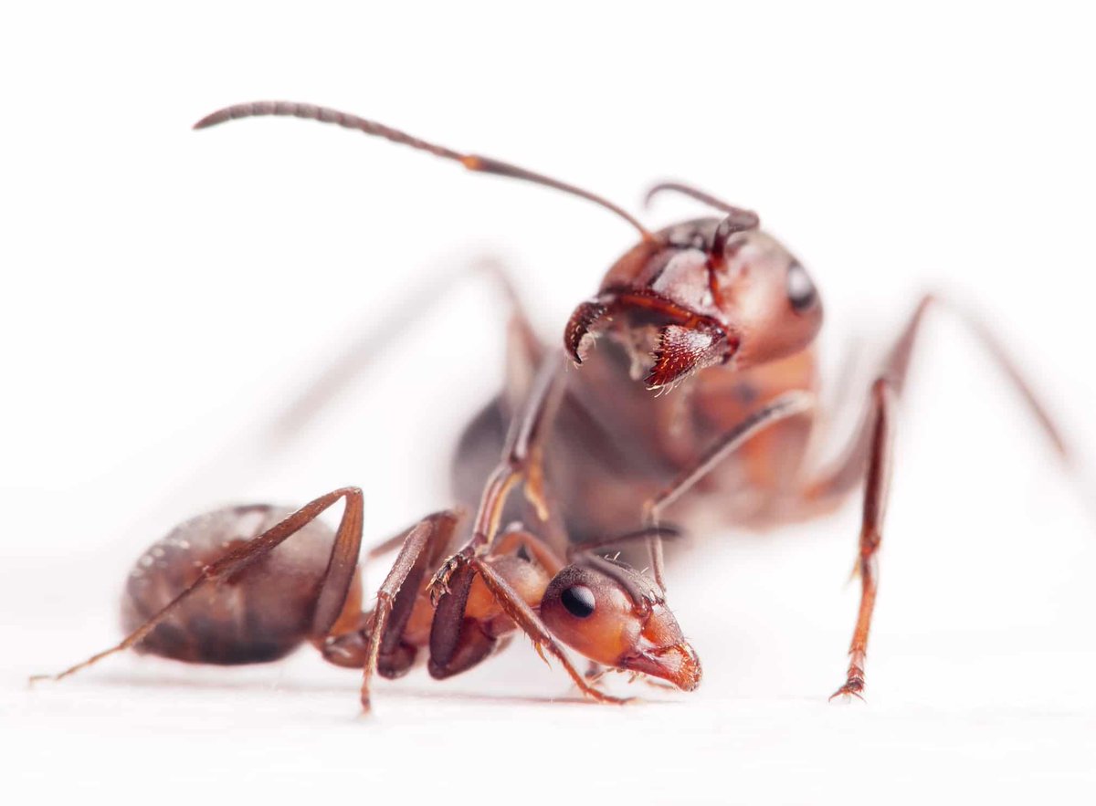 Info vétérinaire tweet media