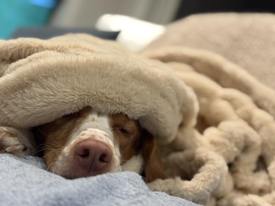 ABrittanyRescue's tweet photo. Leo's going nowhere fast on this cold Minnesota Monday morning! 😴 Anyone else hiding from winter today? 🥶
#MondayMoods #ABRAlumni #SnuggleBug https://t.co/lBgfl4zNU1