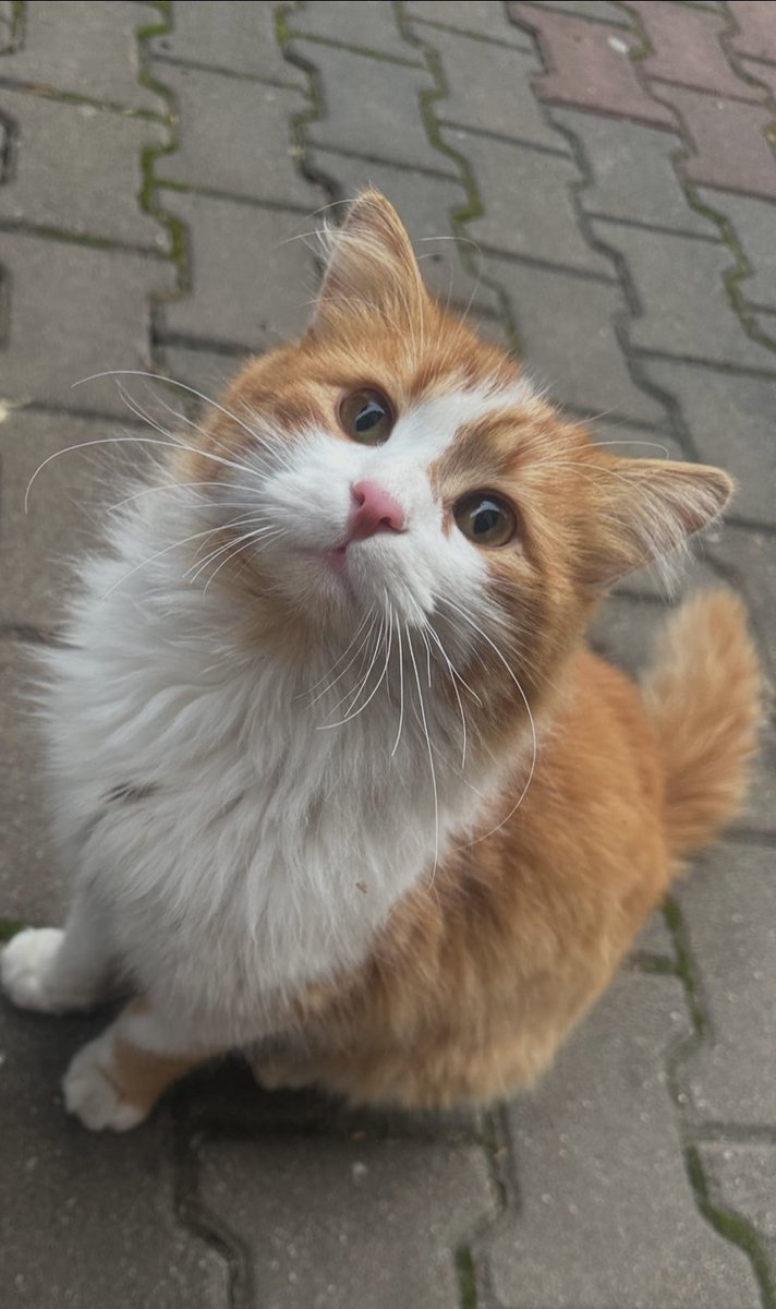 kediiseverim's tweet image. ben aşık oldum siz de olun