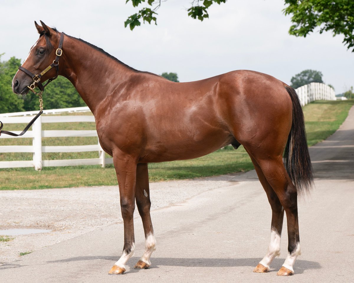 _evanthomas_'s tweet photo. Canaletto as a yearling at @darbydanfarm prior to selling for $1 million at the @FasigTiptonCo Saratoga Sale. He was always very full of himself. Excited to follow his promising career 🤘🏼 https://t.co/yFrSLUx1qD