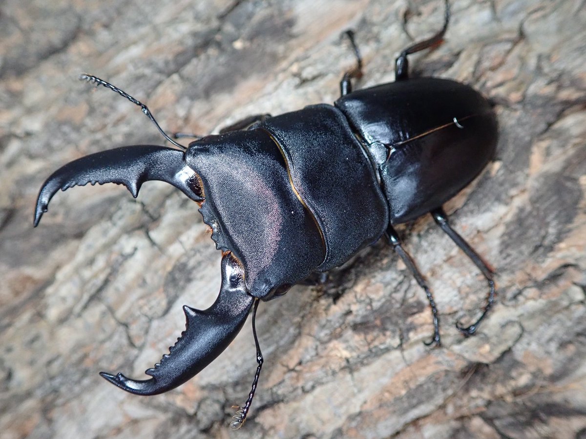 STAG_BEETLE_JAPAN tweet media