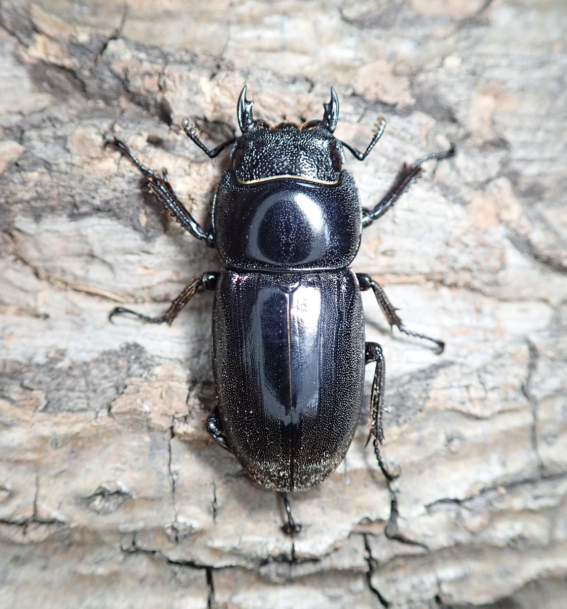STAG_BEETLE_JAPAN tweet media