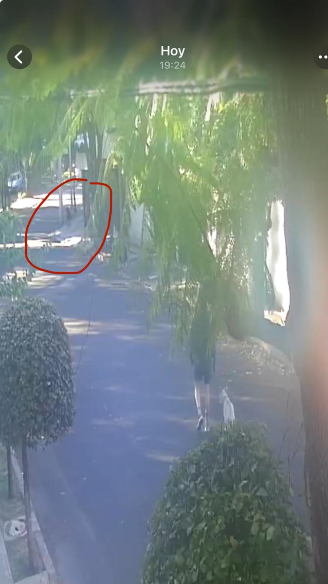 Este era mi adorable Vito. Jamás agredió a nadie.  Aquí voy con él unos segundos antes de que lo atacara el Malinois, que se ve al fondo suelto...