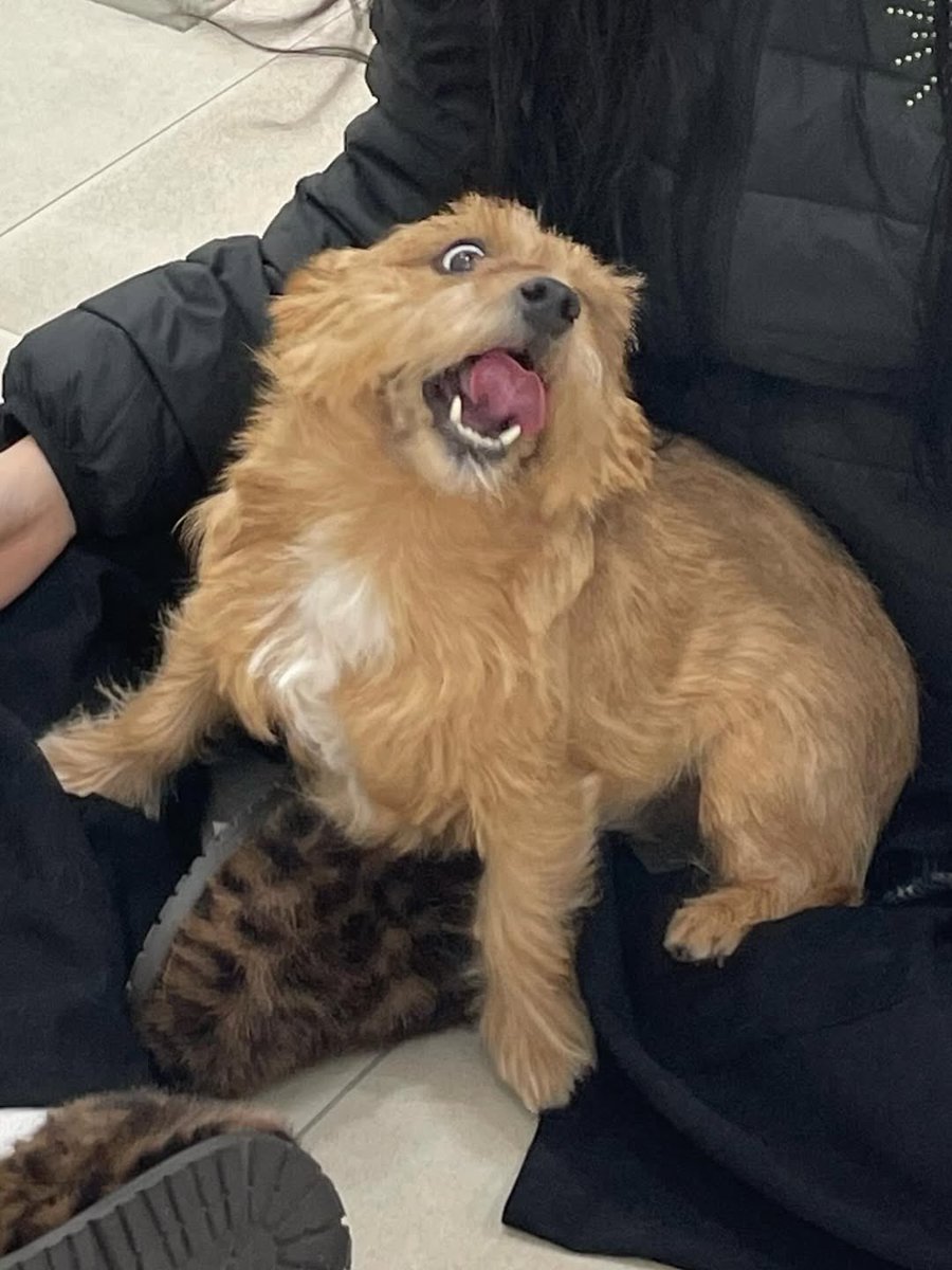 260126 Kwon Latte IG Post 🌟 

🐶 hello! my name is latte🍼
i really love people, so i might act cute and ask for affection, but please don't misunderstand.

without unnie’s permission!! never!!!!! never!!!!!!! lift me up to take photos 📸 ❌

if i'm sitting or lying on the