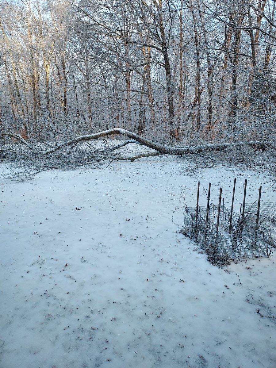 HerbertCalvinB1's tweet photo. This tree fell just in the last hour and it's the whole thing the roots are all out of the ground scary stuff https://t.co/Hda2lWMJSa