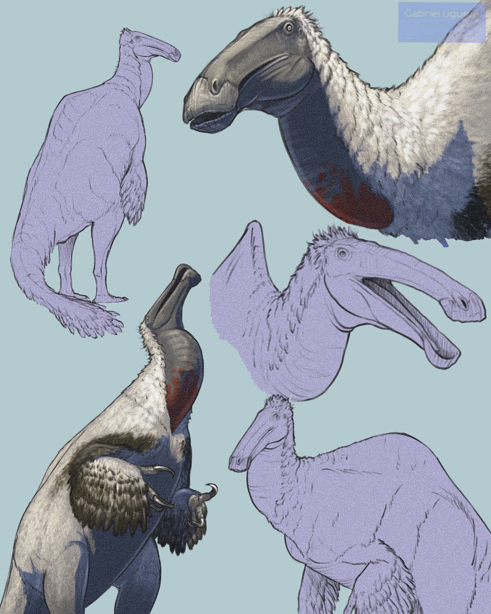 SerpenIllus's tweet photo. Let’s sketch the magnificent beast that is Deinocheirus!

Deinocheirus mirificus was a huge ornithomimosaur that lived during the Late Cretaceous in Asia. This herbivorous dinosaur had huge arms with large claws that were probably primarily used for digging or gathering plants https://t.co/aHCOMMnqWq