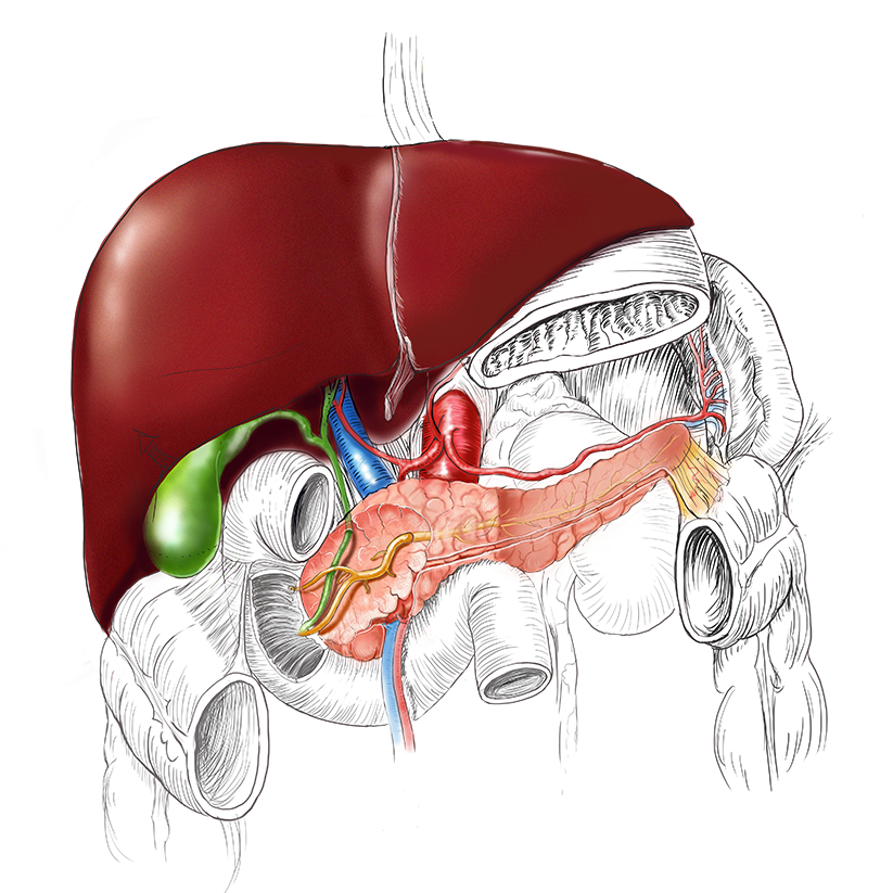 websurg's tweet photo. Monthly focus on HPB surgery
🔗 Check it out here  https://t.co/QBpDuL59EL

These videos provide the latest evidence-based techniques and surgical insights to enhance your clinical practice.

#surgery #minimallyinvasive #hpbsurgery #innovation #laparoscopy https://t.co/ThHK0jvoM6