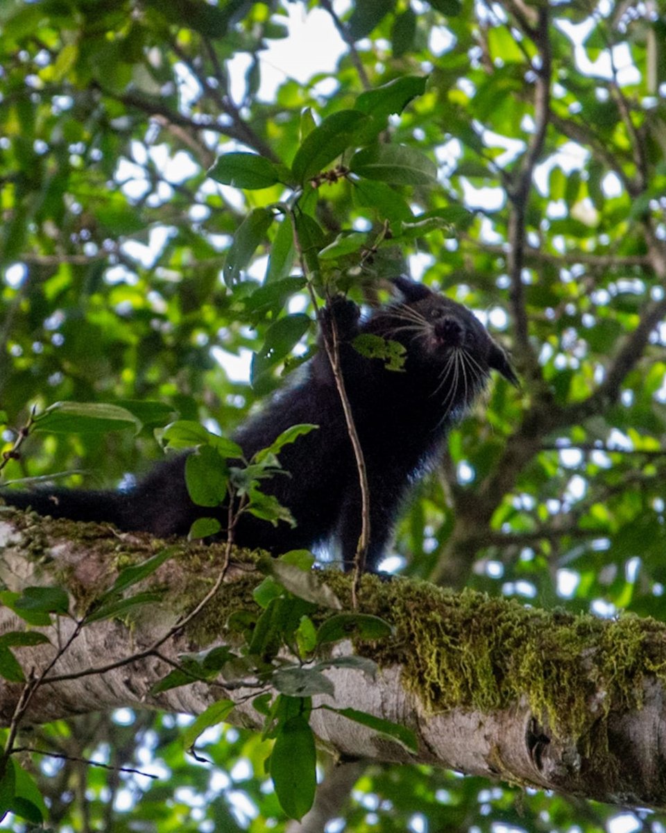 Orang-Utans In Not tweet media
