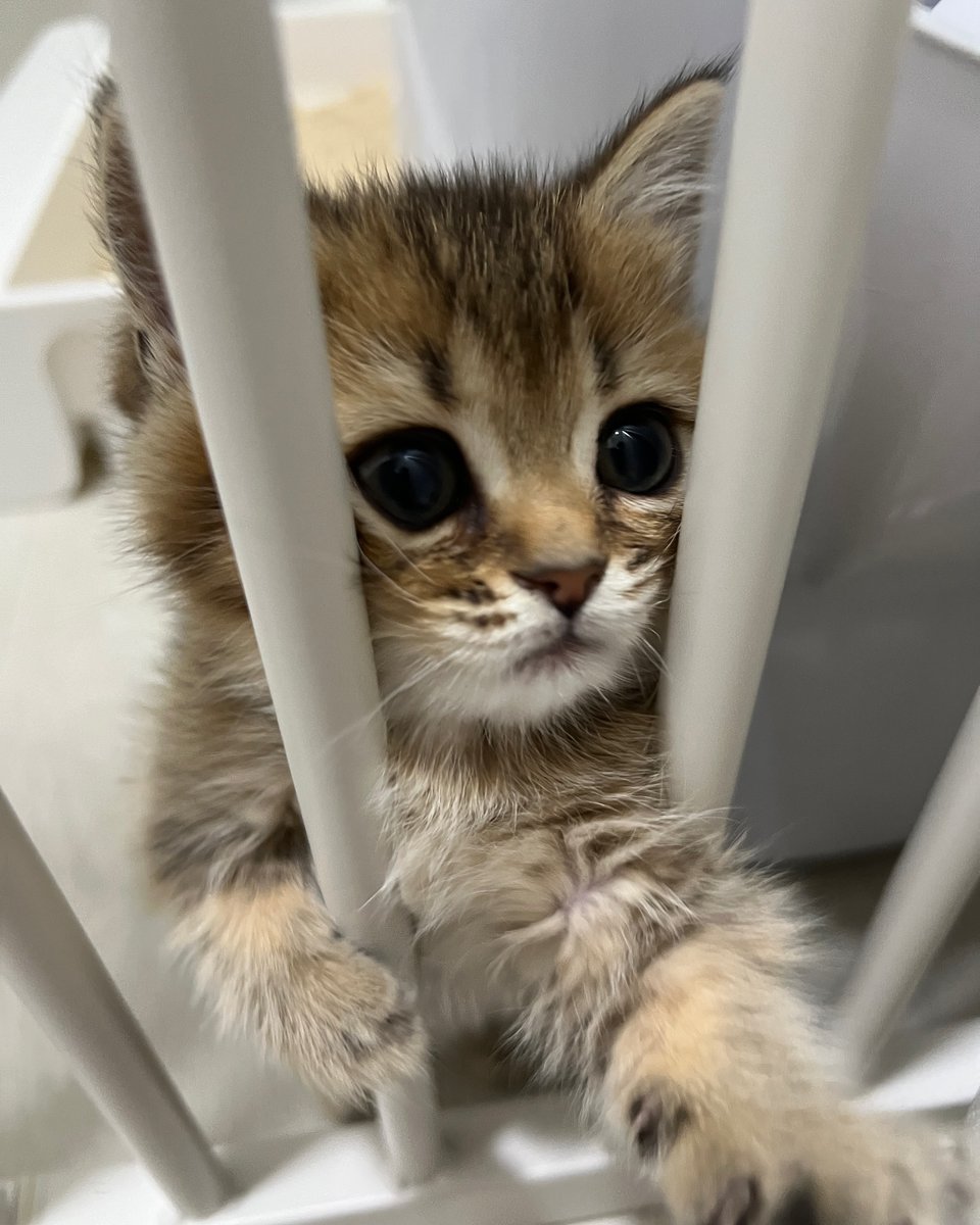 kitten_zukan's tweet image. 🥺