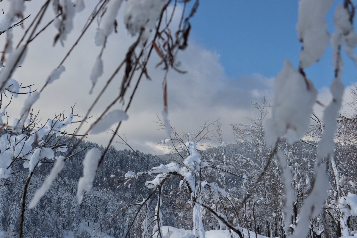 _Zaidali64's tweet photo. Beauty lives in Kashmir. #snow #valley https://t.co/Bt9VNBJp6v