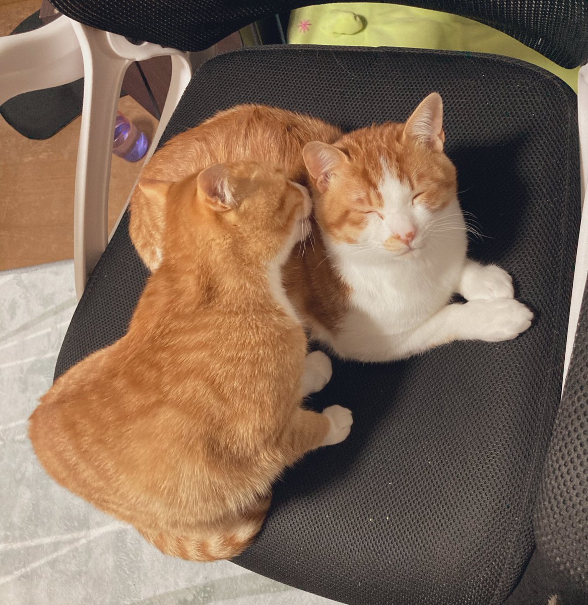 踏(ふみ)ちゃん (@_humimi_) / Posts / X