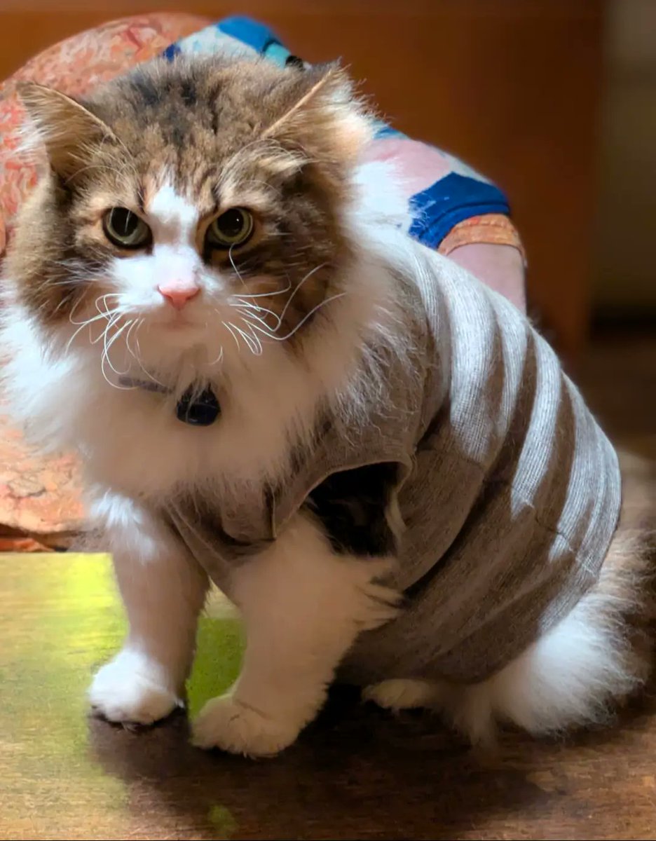 こんなのはこんなになりました