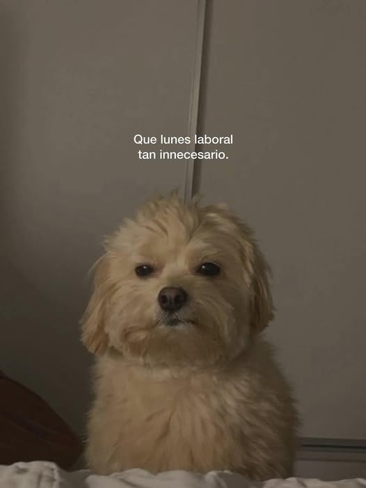 minitadelmate's tweet photo. y toda la semana https://t.co/CpRCXDxifJ