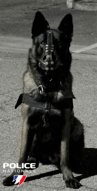 Nos pensées accompagnent la brigade cynophile de Metz dont le chien policier Dino est décédé en service d'une crise cardiaque lors de la sécurisation du match FC Metz - OL. Il avait rejoint l'unité canine en 2023 et contribuait à la sécurité du quotidien lors des patrouilles. 🕊️