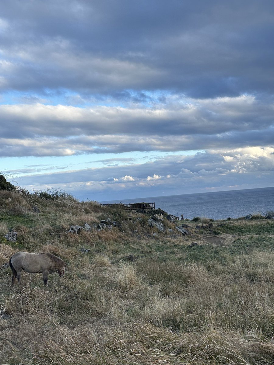이 말이 내 말이냐? 
저 말이 내 말이냐?
#말장난 #말 #풍경