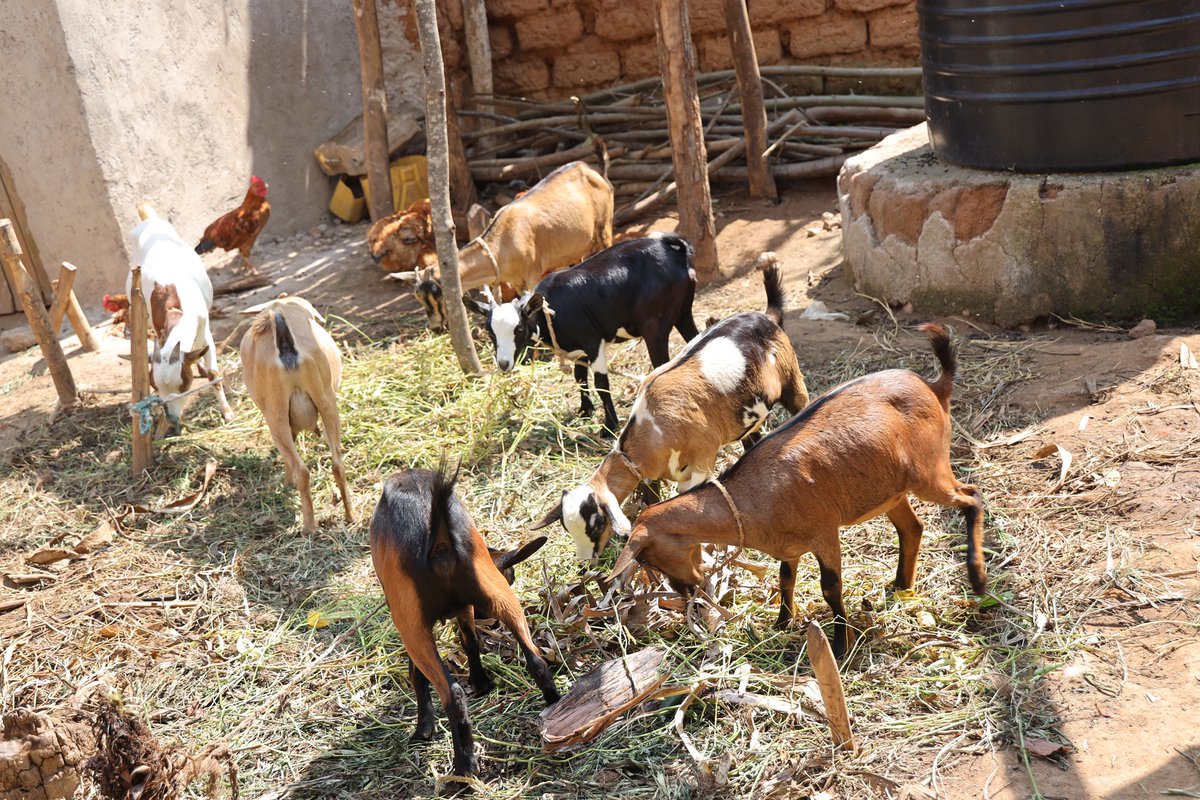 CaritasRwanda's tweet photo. In @BugeseraDistr, parents at Akazuba HBECD are building stronger livelihoods through the Abadahigwa savings group, supported by @CaritasRwanda & @PlanRwanda under the #ECDProject: they invested in chickens & goats, improving household income & nutrition, especially for children. https://t.co/XjNLJ5jcOn