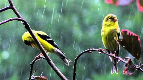 AnandasWord's tweet photo. Our relationship with animals is a precious one. 

So much in life to be thankful for. 
#AnandasWord @AnandasWord https://t.co/n0jkqqNAf2