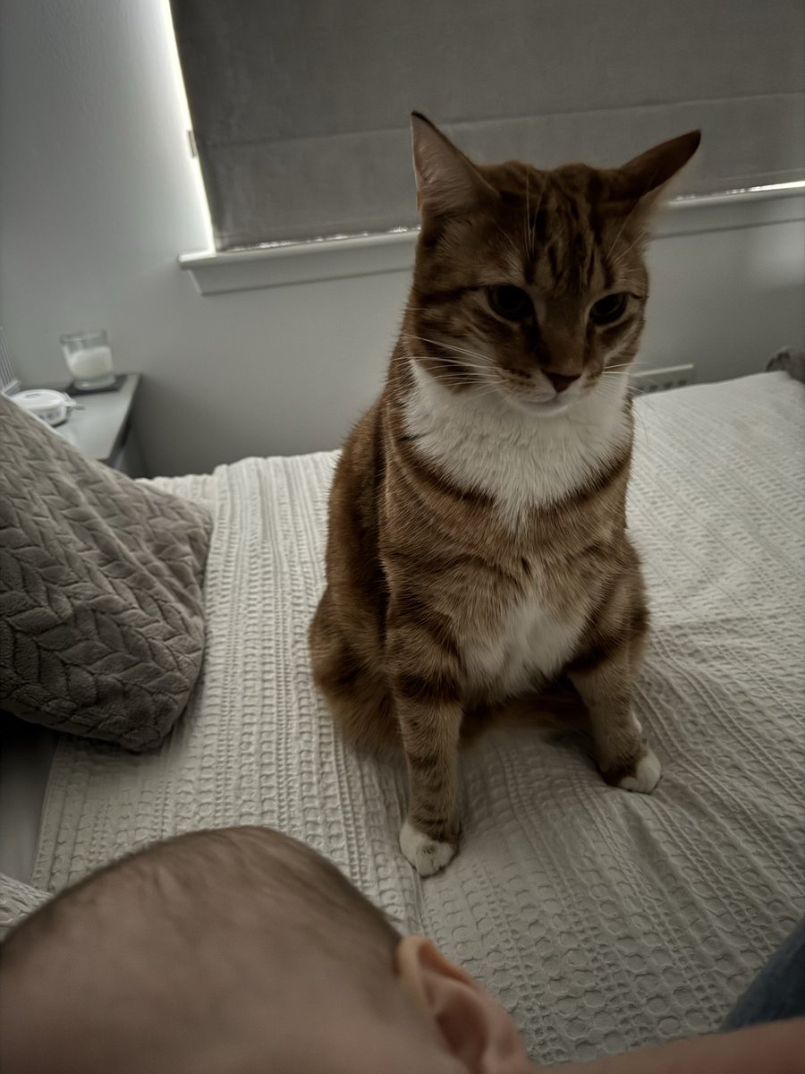 Cedric The Cat tweet media