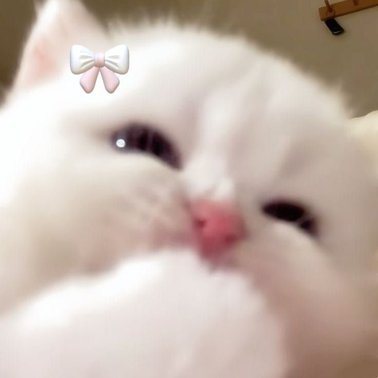 𝘁𝗼𝗮𝘀𝗵𝗶 — ୨୧ tweet media