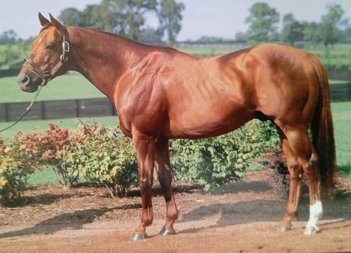 HORSERACING1002's tweet photo. MISWAKI 🇺🇸1978
(MR PROSPECTOR - HOPESPRINGISETERNAL BY BUCKPASSER)
#Miswaki
B/ Bruce Cambell & Early Bird Stud(Fl) February 22, 1978.
O/E.H. Hesch
T/ Francois Boitin, Woody Stephens
13-6-4-1----$232, 887 
Charles Hatton S, Prix de la Salamandre G1, Prix Yacoulef,
2nd Prix du Morny G1, Fall Highweight  stakes G2, 
3rd Dewhurst stakes G1
Stood at Walmac Farm 🇺🇸Sired 1189 foals, 717 winners, 101 sw, Leading Broodmare Sire 🇬🇧🇮🇪(2),Black Tie Affair , Urban Sea, Bachelor Duke, Etoile Montante, Kistena, Marvelous Crown, Misil, Papal Power, Umatilla, Waki River.
Died December 17, 2004.