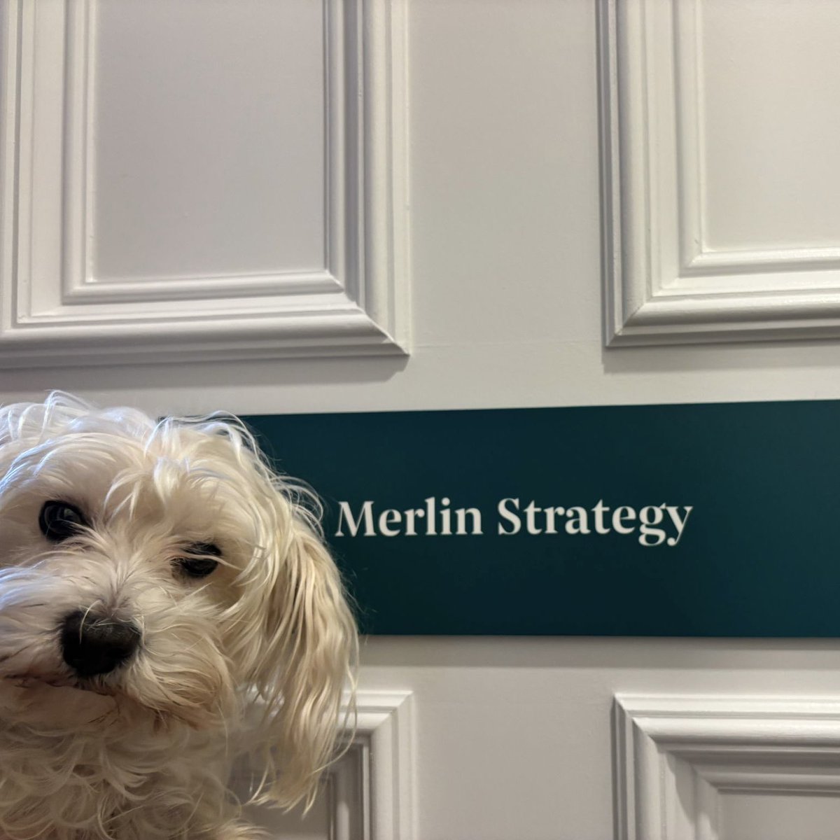 Scarlett Maguire tweet media