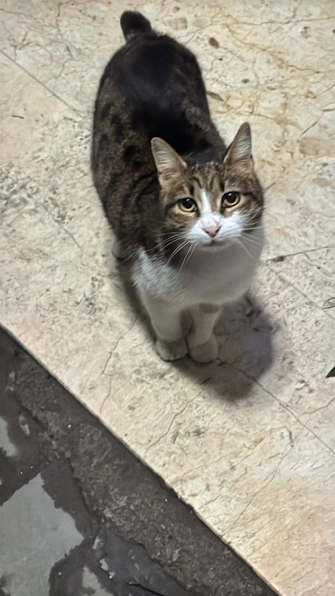 bu çocuğu sahiplendirmeliyim 
çünkü ; sahibi terk edip gitti  5 gündür sokakta hiç de sokağa alışık değil çok üzgünüm 
6 yaşında 
disi 
istanbul
ilgilenenler 
Vetapp Veteriner Kliniği 
Hasan Şahin 
0551-174-81-25 ile iletişime geçebilirsiniz 🙏

<a href="/suletrkmnn/">Şule</a>