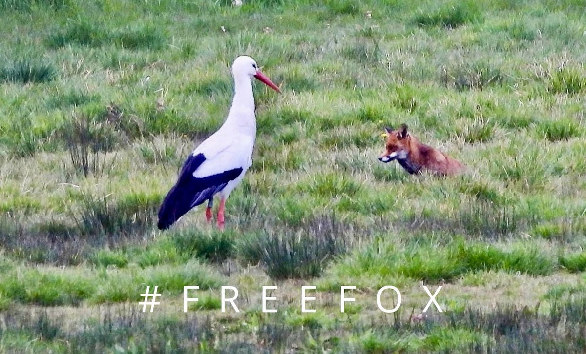 AmigosCegonas's tweet photo. 🦊 Por ti, amigo zorro, hoy 26 de enero es tu día.
#freefox #noalacaza #díamundialdelzorro https://t.co/DVkPQGiGY6