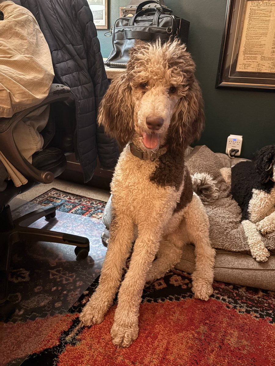 gwpage's tweet photo. Standard Poodles Available

Beautiful standard poodles available.
• Chocolate parti male 11 mo striking markings, athletic, intelligent. Available for sale or stud service.
• Jet black female – elegant, calm, and well-balanced.
Loyal, smart, versatile dogs—great companion https://t.co/Sy3tSe0wrE