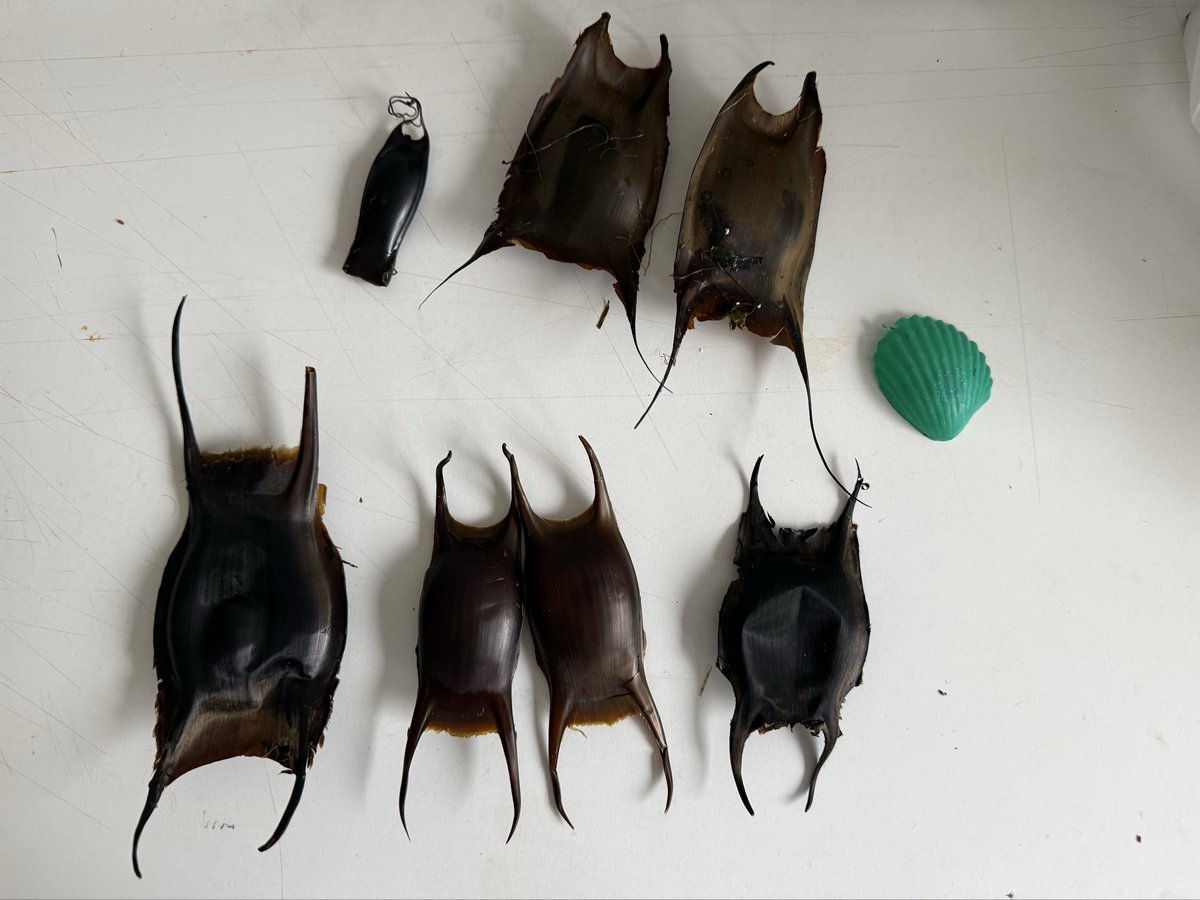 Mike Allen 👨‍🔬 tweet media